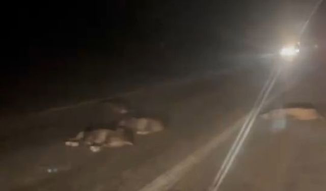 Orhaneli'de yola atlayan domuz sürüsü telef oldu