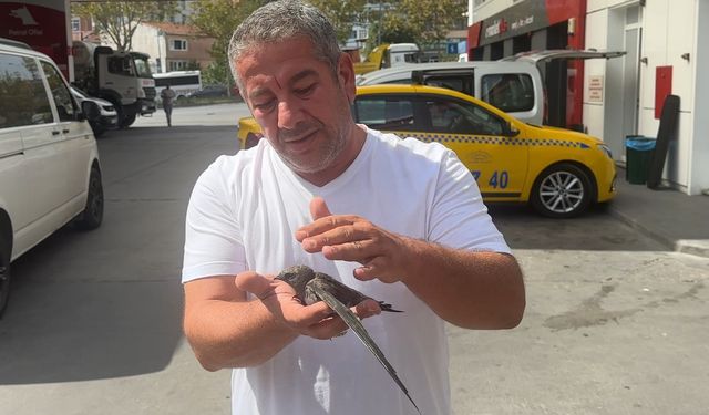Beyoğlu’nda taksici bitkin halde bulduğu ebabil kuşunu korumaya aldı