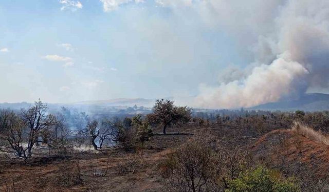 Çanakkale’de tarım arazisinde başlayan yangın ormanlık alana sıçradı