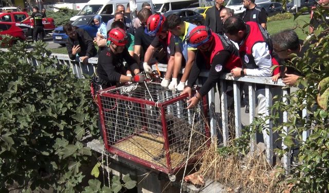 Menfezde mahsur kalan köpeği Başkan Bahadır kurtardı