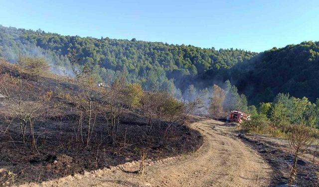 Pazaryeri Bozcaarmut’ta orman yangını