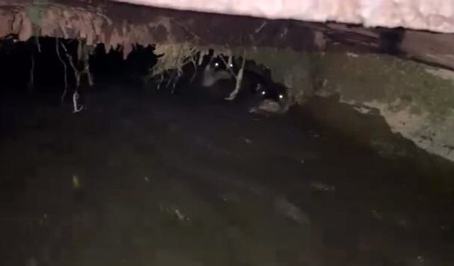 Su samurları sulama kanalında görüntülendi