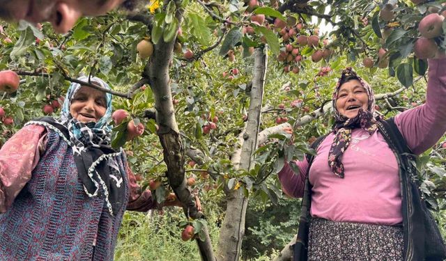 Yalova’da Dereköy elması üreticisinin yüzünü güldürdü