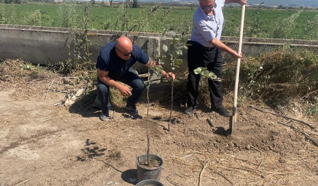 Mustafakemalpaşa'da orman yangınlarında kaybedilen her ağaç yerine 10 fidan