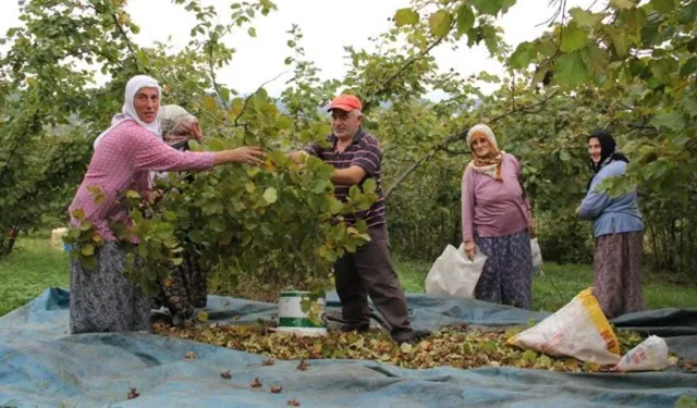 ’Fındık bahçelerinde çalışan işçilerde bel fıtığı vakaları artıyor’