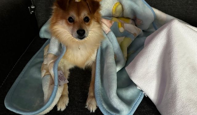 Pablo'yu bulana 50 bin lira ödül verecekler