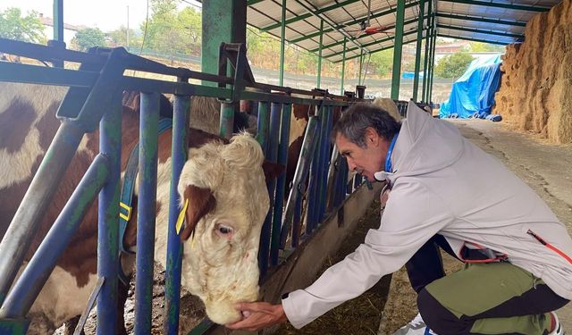 Yapay zeka süt hayvancılığında çığır açtı