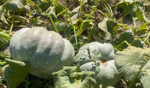 Hayvan gübresiyle 40 kilograma ulaşan kabaklarını taşımakta zorlandı