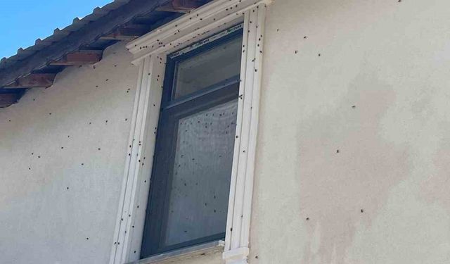 Kahverengi kokarca böceği istilası