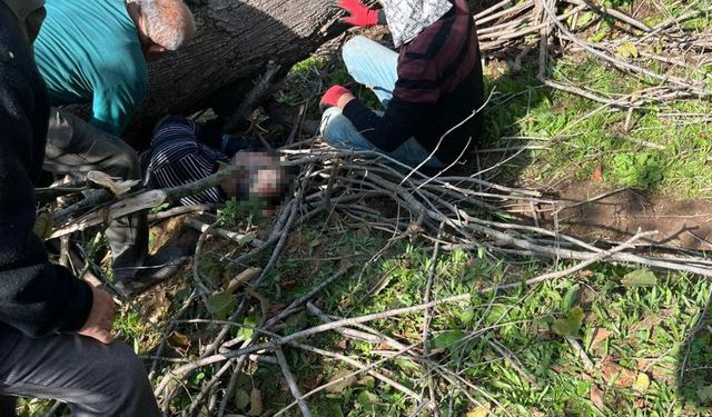 Kestiği ağacın altında kalan kişi yaralandı