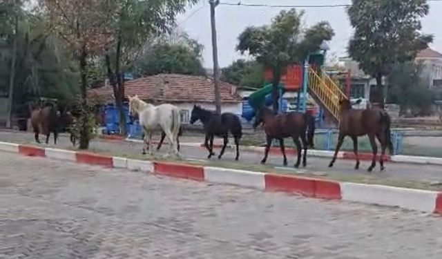 Tekirdağ’da başıboş atlar trafiği tehlikeye soktu