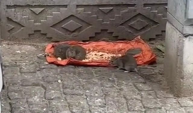 Tekirdağ’da vatandaşlar tedirgin: "Fareler sokakları bastı"