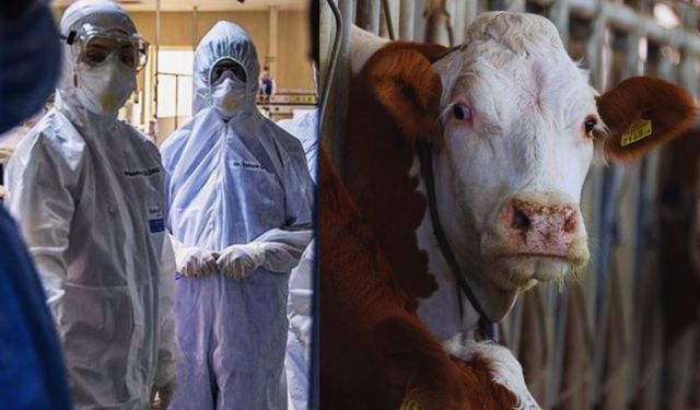 Türkiye'de yeniden görüldü! Bolu'da 'deli dana' vakası ortaya çıktı!