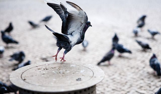Rusya'dan güvercinlerin uçuşuna yön veren "biyodron" projesi!