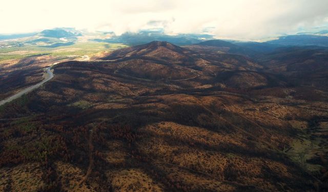 Bursa'yı yeniden yeşertecek 300 bin fidan için ilk adım atıldı