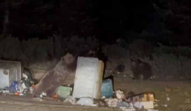 Bursa Uludağ’da ayının saldırısına uğradı!