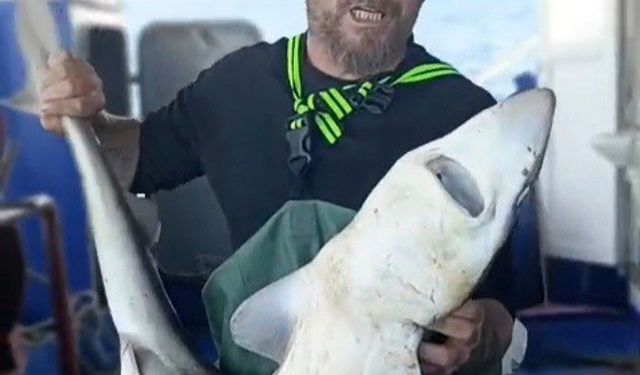 Ağa takılan köpekbalığı denize bırakıldı