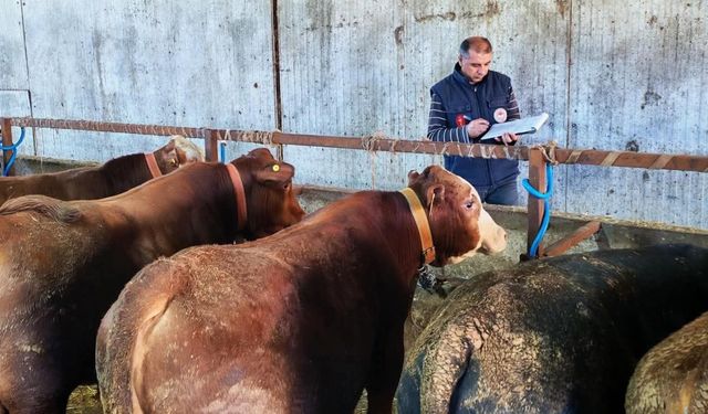 Büyükbaş hayvanlara şap aşısı ve sağlık taraması