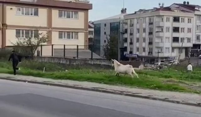 Esenyurt’ta bir keçi öğrencileri böyle kovaladı