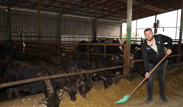 Kocaeli’de manda sayısı artıyor