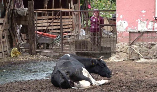 Şapa karşı en radikal koruma aşı: Aşılamayı ihmal etmeyin
