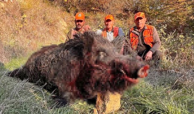 Tekirdağ’da avcılar bile şaşırdı: 300 kiloluk yaban domuzu avlandı