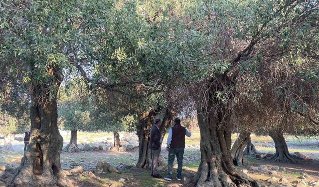 Yüzlerce yıldır İspanya ve İtalya’dan sonra sadece Gökçeada’da yetişiyor