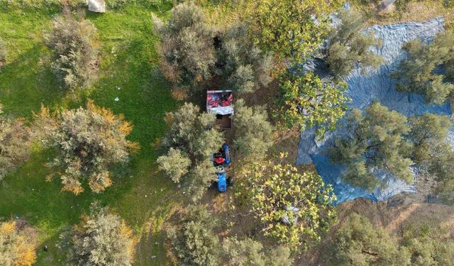 Zeytin hasadı başladı, Marmarabirlik’ten 70 bin tonluk alım ve 50 milyon dolarlık ihracat hedefi