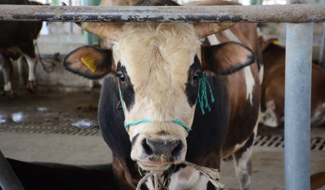 Uzmanından ’Deli dana’ uyarısı