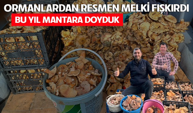 ORMANLARDAN RESMEN MELKİ FIŞKIRDI! BU YIL MANTARA DOYDUK