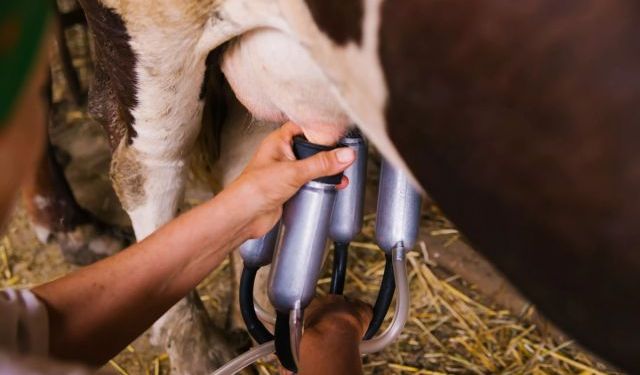 Dr. Demirçubuk, "İnek sütü masum değil"