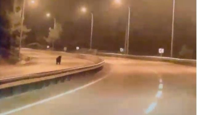 Bilecik’te ayı ana yola indi