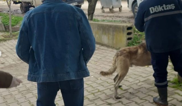 Bilecik'te evcil hayvanlar kayıt altına alınıyor