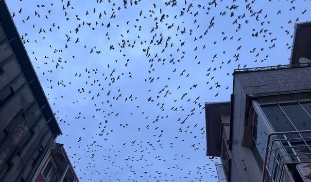 Tekirdağ semalarında kargaların görsel şöleni