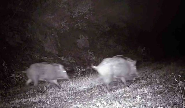 Tekirdağ'da fotokapana domuz sürüsü takıldı