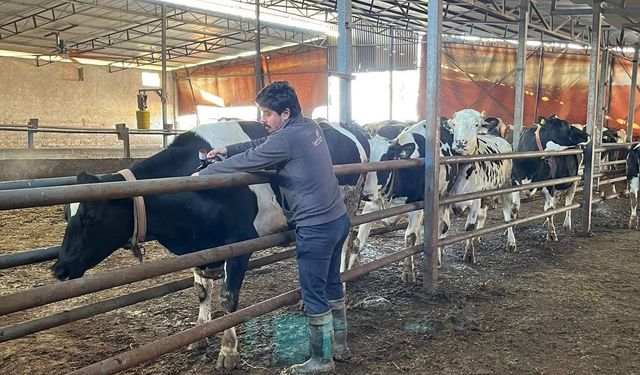 Tekirdağ'da şap aşısı çalışmaları aralıksız sürüyor