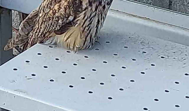 Yaralı halde bulunan kulaklı orman baykuşu koruma altına alındı