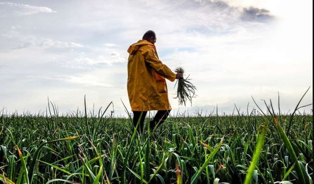 Çiftçi zarar ediyor, en fazla kazanan yüzde 10 kazanıyor