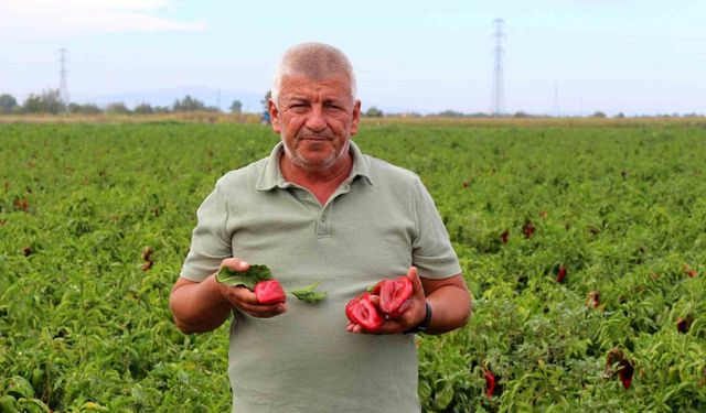 Çiftçilerden çağrı: 'Üretim maliyetleri baskılanamaz hale geldi'