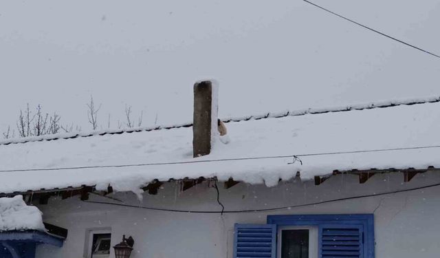 Karla kaplı çatıda mahsur kalan minik köpek kurtarıldı