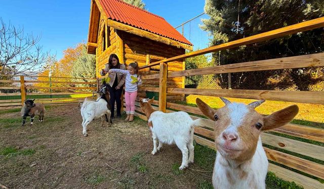 Keçi, ördek, tavuk, tavşan: Hepsinin görevi 'Çok özel'