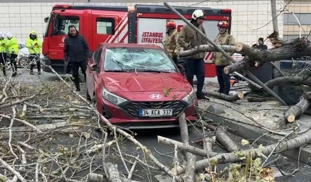 Şişli'de ağaç, park halindeki aracın üzerine devrildi