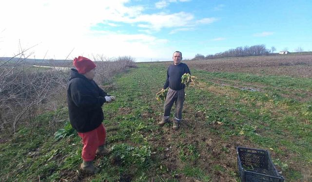 Toprağa emek, çocuklara gelecek: Karı-koca dört mevsim tarlada çalışıyor