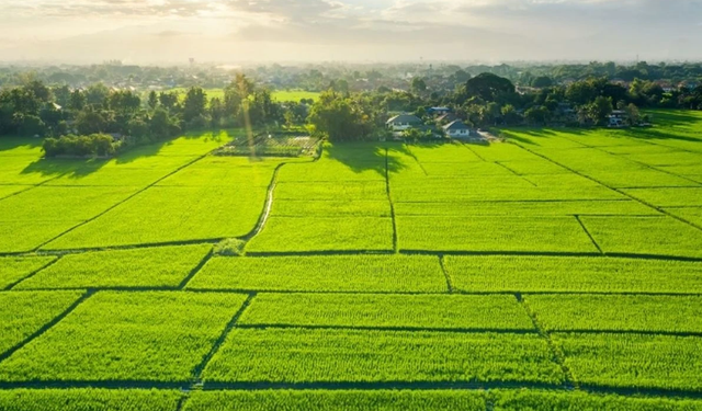 Bursa'da milyonluk arsa, tarla ve zeytinlikler satılığa çıkarıldı