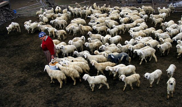 Bursa’da küçükbaş hayvancılığa büyük destek