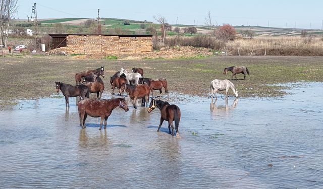 Bursa'da artan yağışlarla milyonluk yarış atlarının yaşadığı yerler su altında kaldı