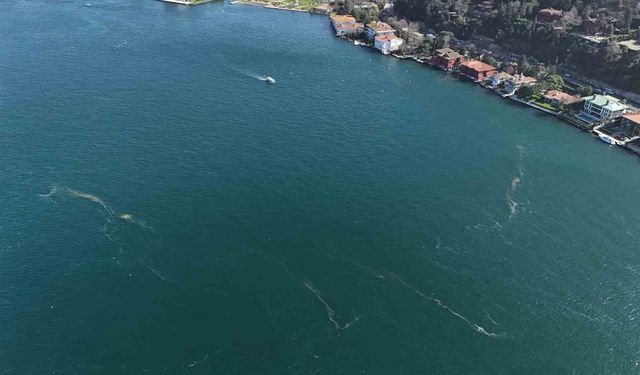 Boğaz'da alarm veren görüntü: Kirlilik denizanasını yüzeye çıkardı