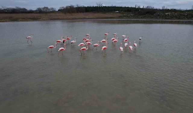Flamingolar Büyükçekmece Gölü'nde görüntülendi