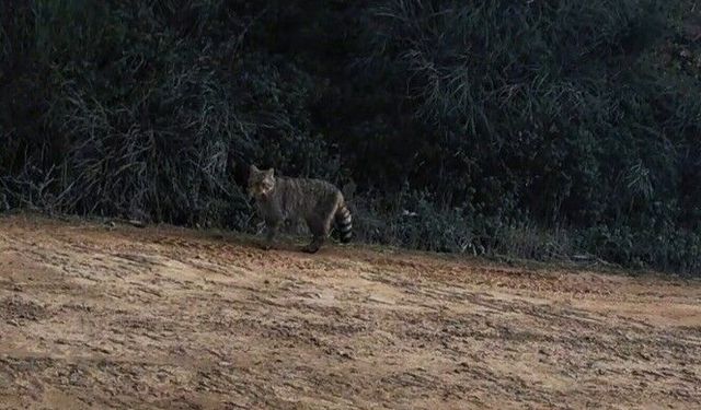 Ganos Dağları'nda yaban kedisi görüldü