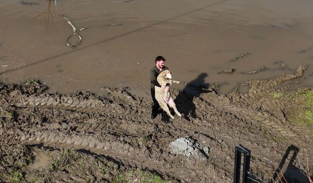 Meriç Nehri taştı; hayvanlar tahliye edildi, çiftçi malını kurtardı